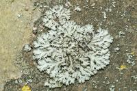 Phaeophyscia orbicularis
