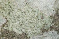 Pertusaria leioplaca