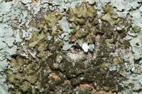 Melanelixia glabratula