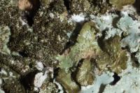 Melanelixia glabratula