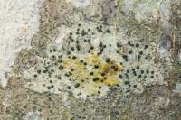 Lecidella elaeochroma