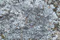 Kuettlingeria teicholyta