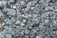 Kuettlingeria teicholyta