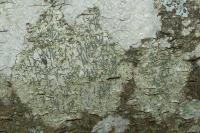 Graphis pulverulenta