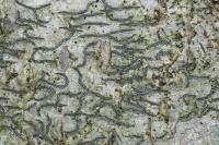 Graphis pulverulenta