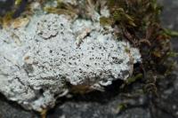Diploschistes muscorum