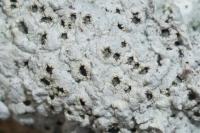 Diploschistes muscorum