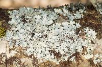 Hypotrachyna afrorevoluta