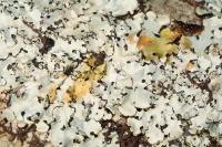 Hypotrachyna afrorevoluta