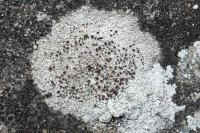 Lecanora campestris