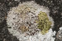 Lecanora campestris