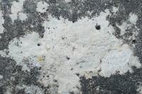 Bagliettoa calciseda