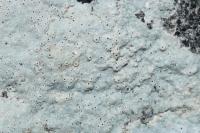 Bagliettoa calciseda