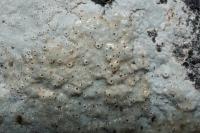 Bagliettoa calciseda