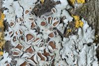 Parmelina quercina