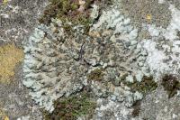 Phaeophyscia orbicularis