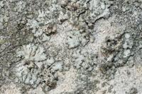 Phaeophyscia orbicularis