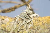 Ramalina fraxinea