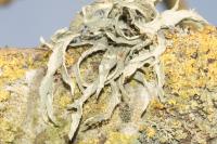 Ramalina fraxinea