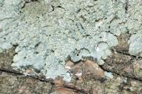 Punctelia subrudecta