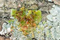 Punctelia subrudecta
