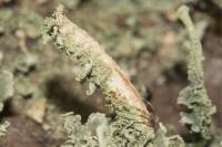 Cladonia ochrochlora