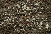 Normandina pulchella