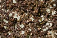 Normandina pulchella