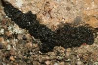 Enchylium tenax var. tenax