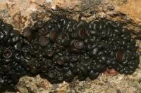 Enchylium tenax var. tenax