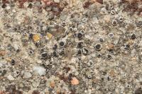 Myriolecis crenulata