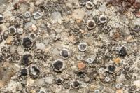 Myriolecis crenulata