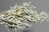 Evernia prunastri