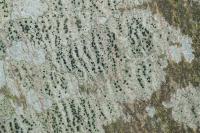 Amandinea punctata