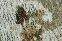 Amandinea punctata