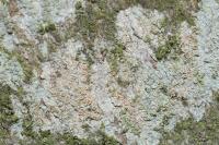Lecanora chlarotera