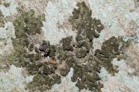 Melanelixia glabratula