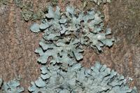 Parmelia sulcata