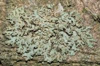 Phaeophyscia orbicularis