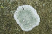 Phlyctis argena