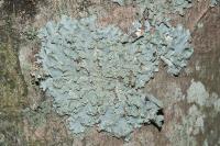 Punctelia borreri