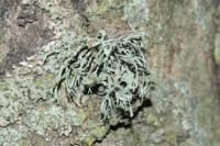 Ramalina farinacea