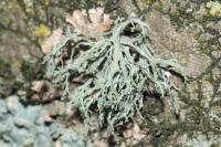 Ramalina farinacea