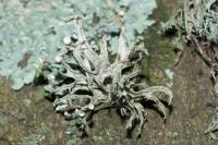 Ramalina fastigiata