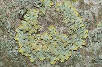 Xanthoria parietina