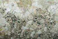 Lecidella elaeochroma