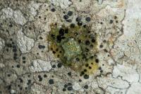 Lecidella elaeochroma