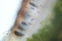 Hyperphyscia adglutinata