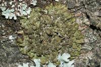Melanelixia glabratula