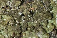 Melanelixia glabratula